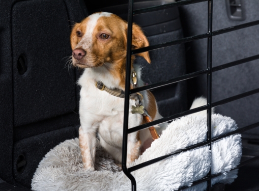 Hund sitzt in Auto mit Hundeschutzgitter
