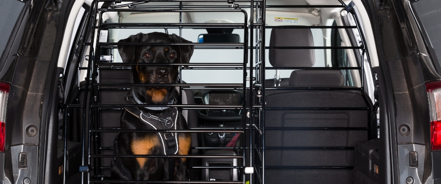 Hund sitzt in Kofferraum mit Hundeschutzgitter