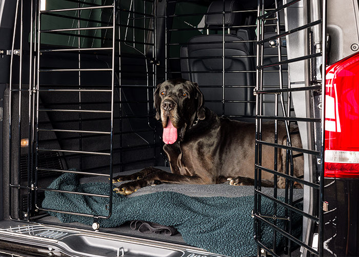 Hund im Kofferraum mit Hundeschutzgitter