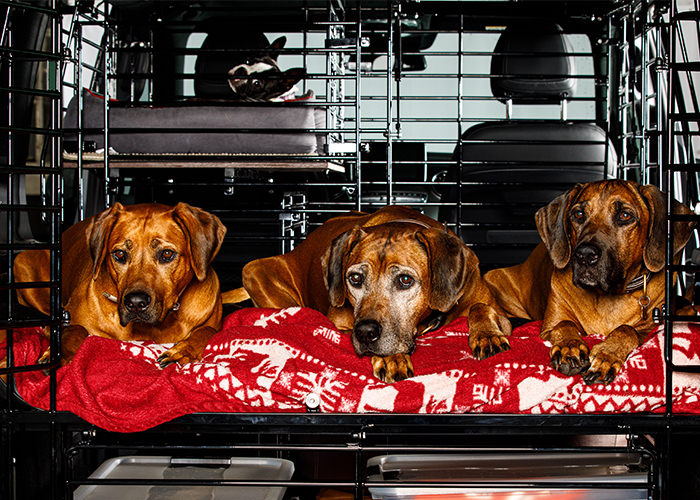 Drei Hunde in Kofferraum mit Hundeschutzgitter