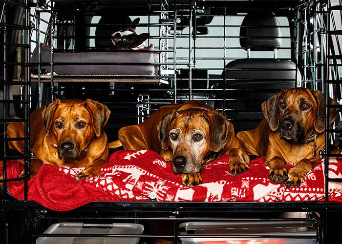 Kofferraumnetz für Hunde - für alle Autotypen