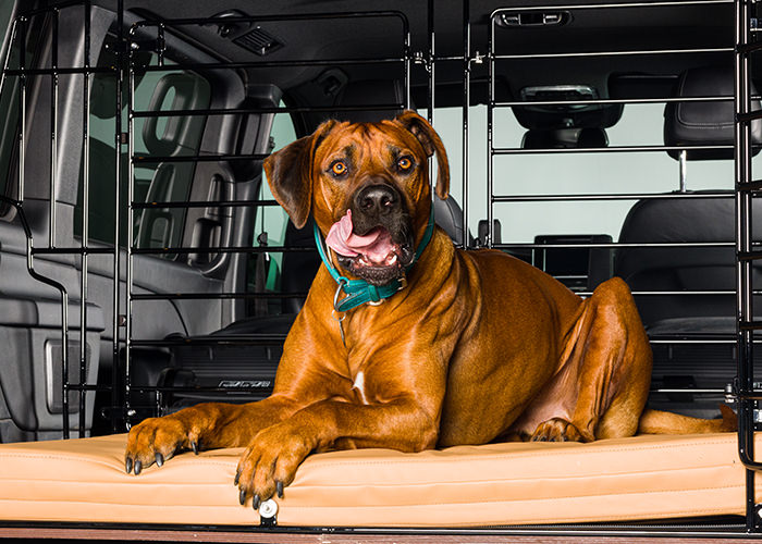 Hund liegt in einem mit Hundeschutzgitter ausgestatteten Kofferraum